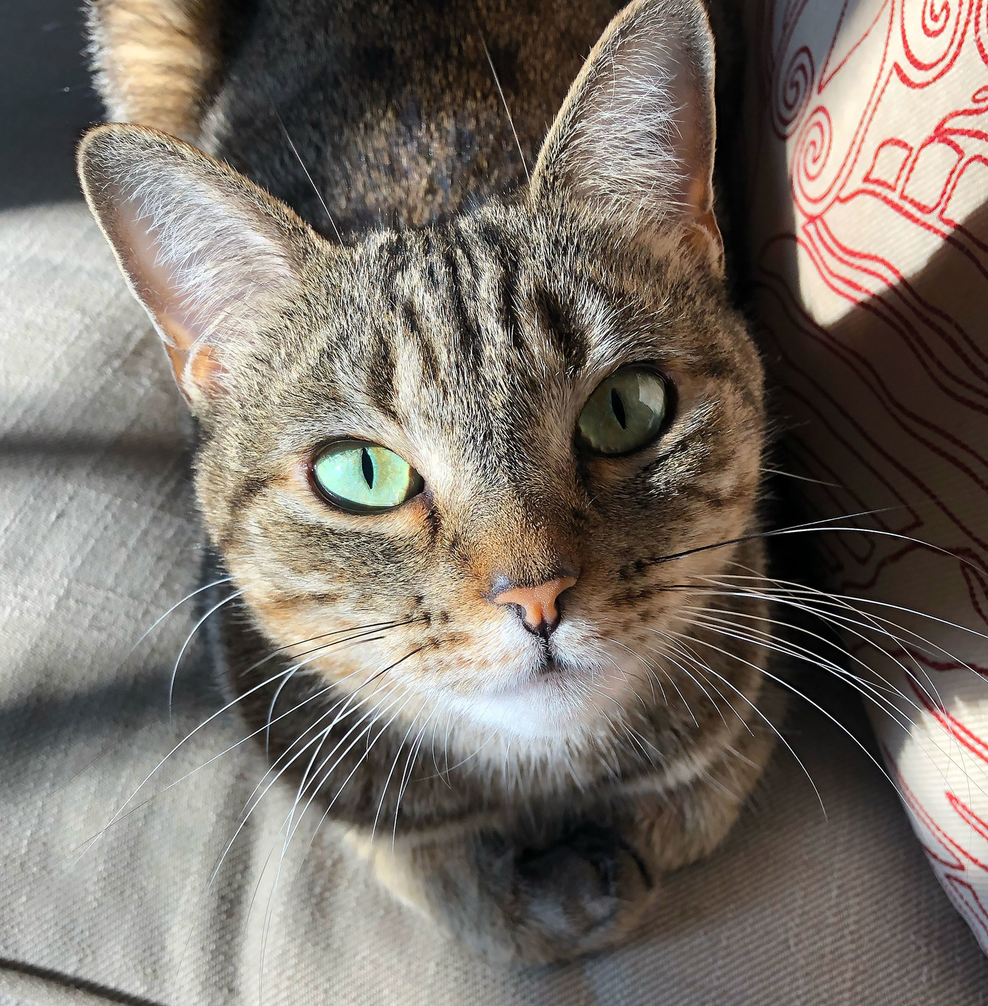 My beloved Lola, on our first anniversary.