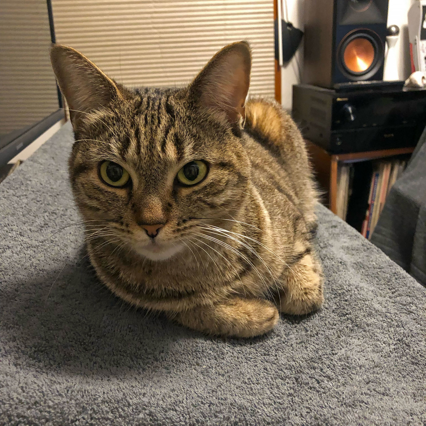 Lola is perched on one of the synthesizers (I keep ’em covered when I’m not playing)