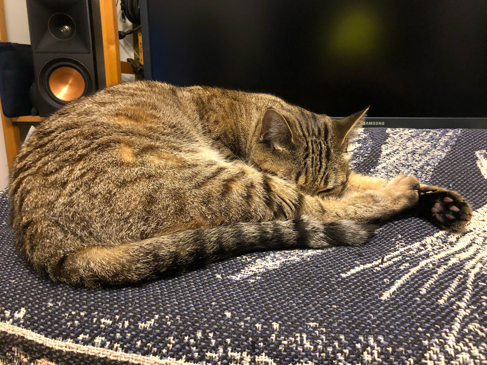 Lola, having a much-needed post-supper snooze.