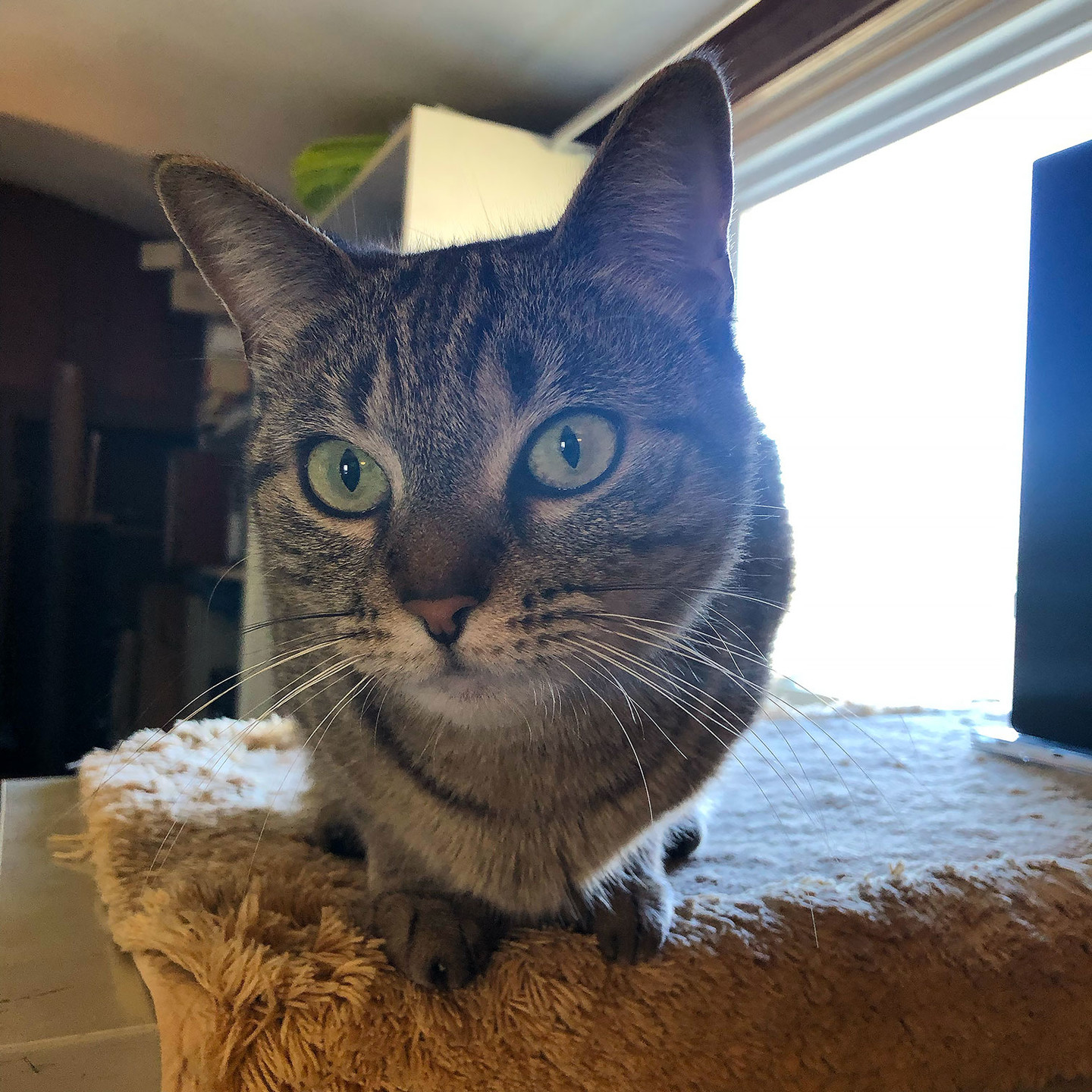 Lola, a classic tabby, pays close attention while I slice a banana for my breakfast.