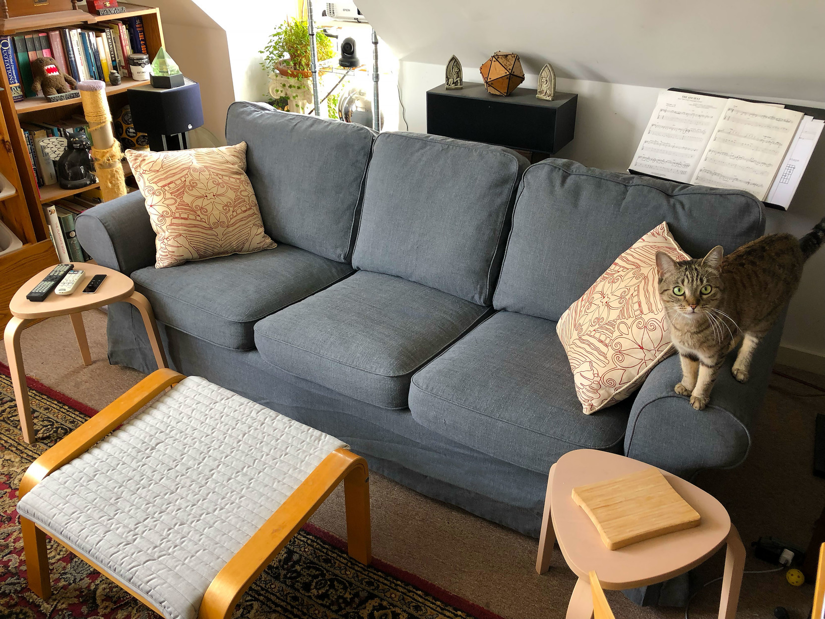 Lola Falafel explores her newly-recovered sofa.