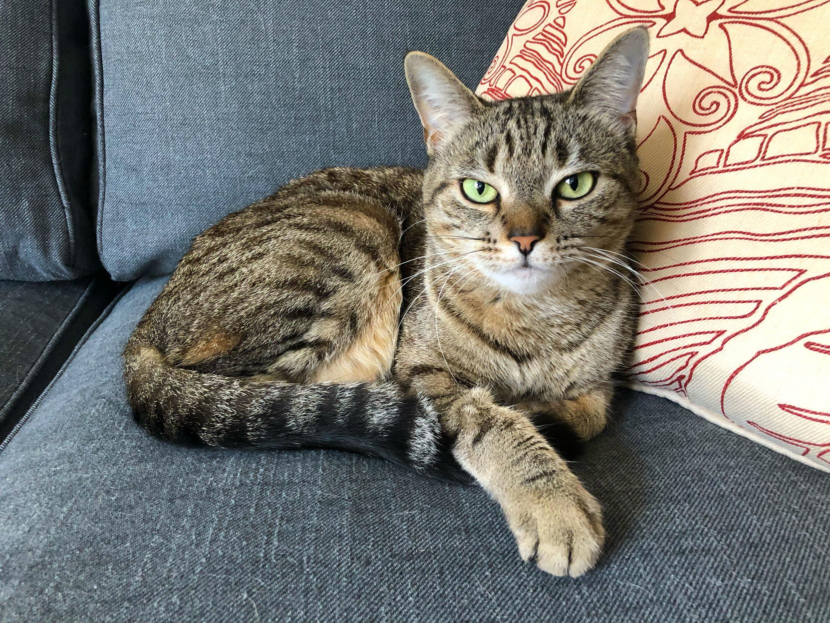 Lola looking pretty on the sofa.