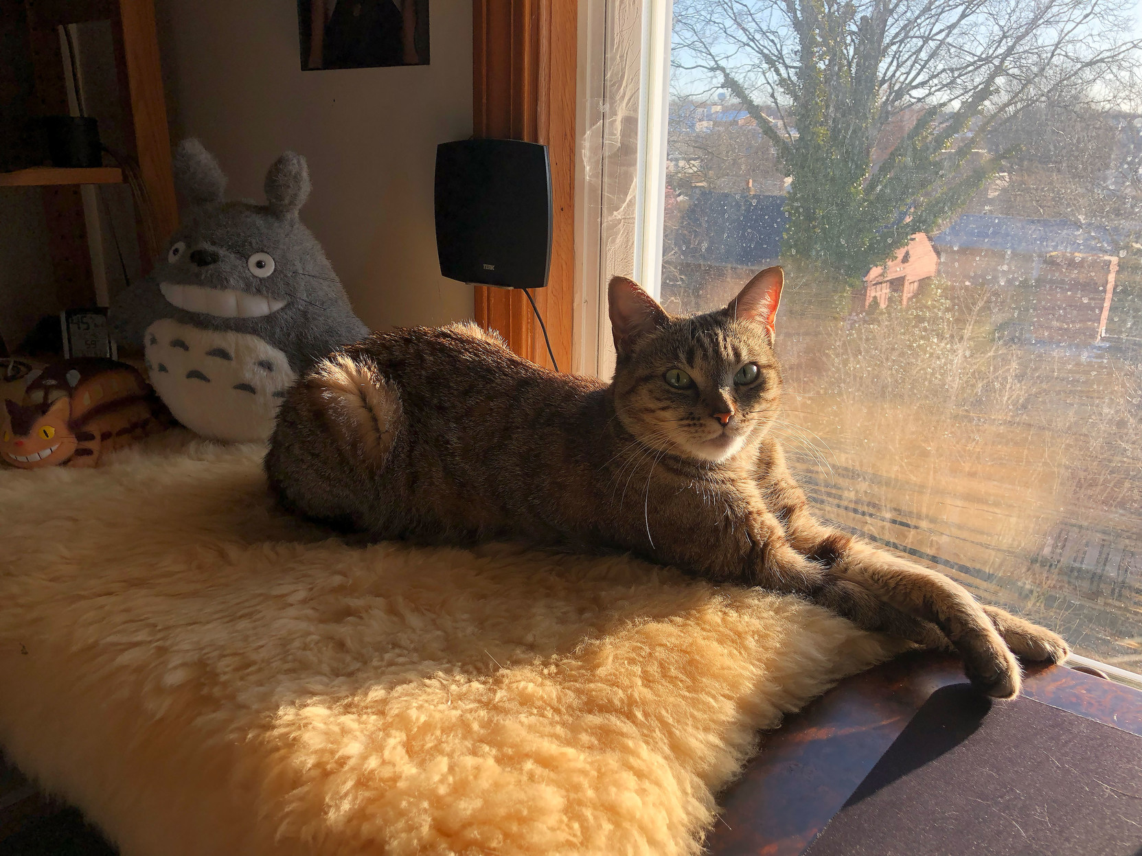 Lola in the morning sun, eyes open.