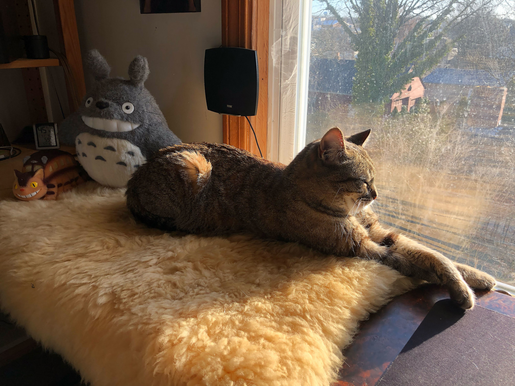 Lola in the morning sun, eyes shut.