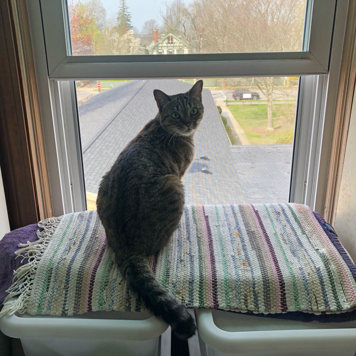 Lola Falafel taking in all the new sights and smells from one of the newly opened windows.