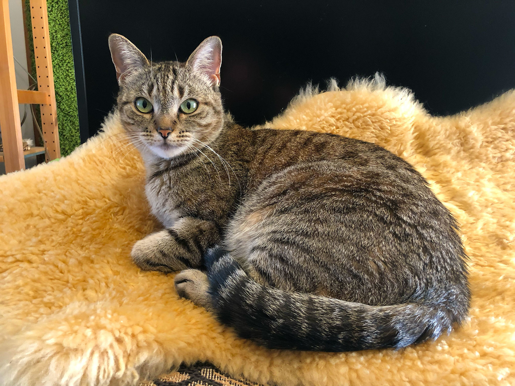 Beautiful Lola Falafel, a classic tabby cat, perched on her favorite spot on top of my favorite synthesizer.

I have to coax her elsewhere when I want to use my Nonlinear Labs C15!