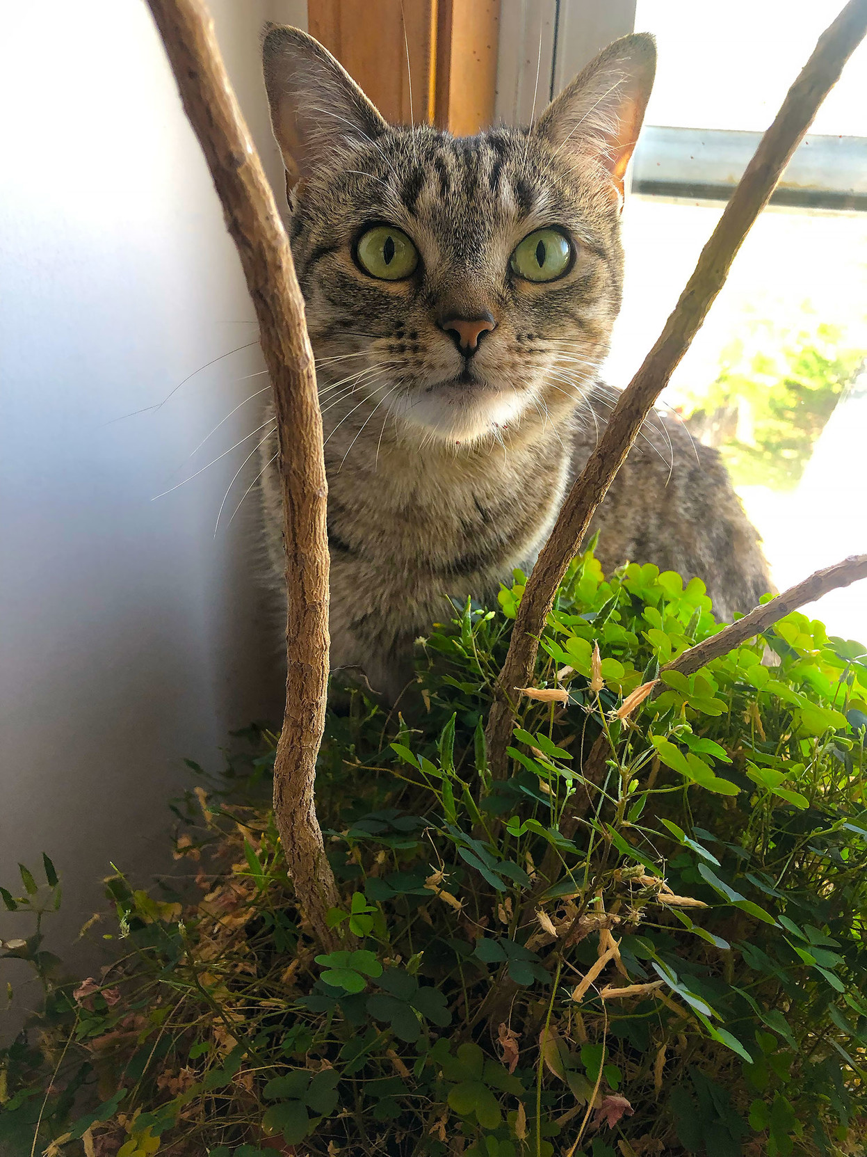 Beautiful green-eyed Lola sits on the windowsill behind a potted plant, with an invasive growth of clover-like leaves. 

Don’t worry – I’ve weeded the invader, and put the plot out of reach.