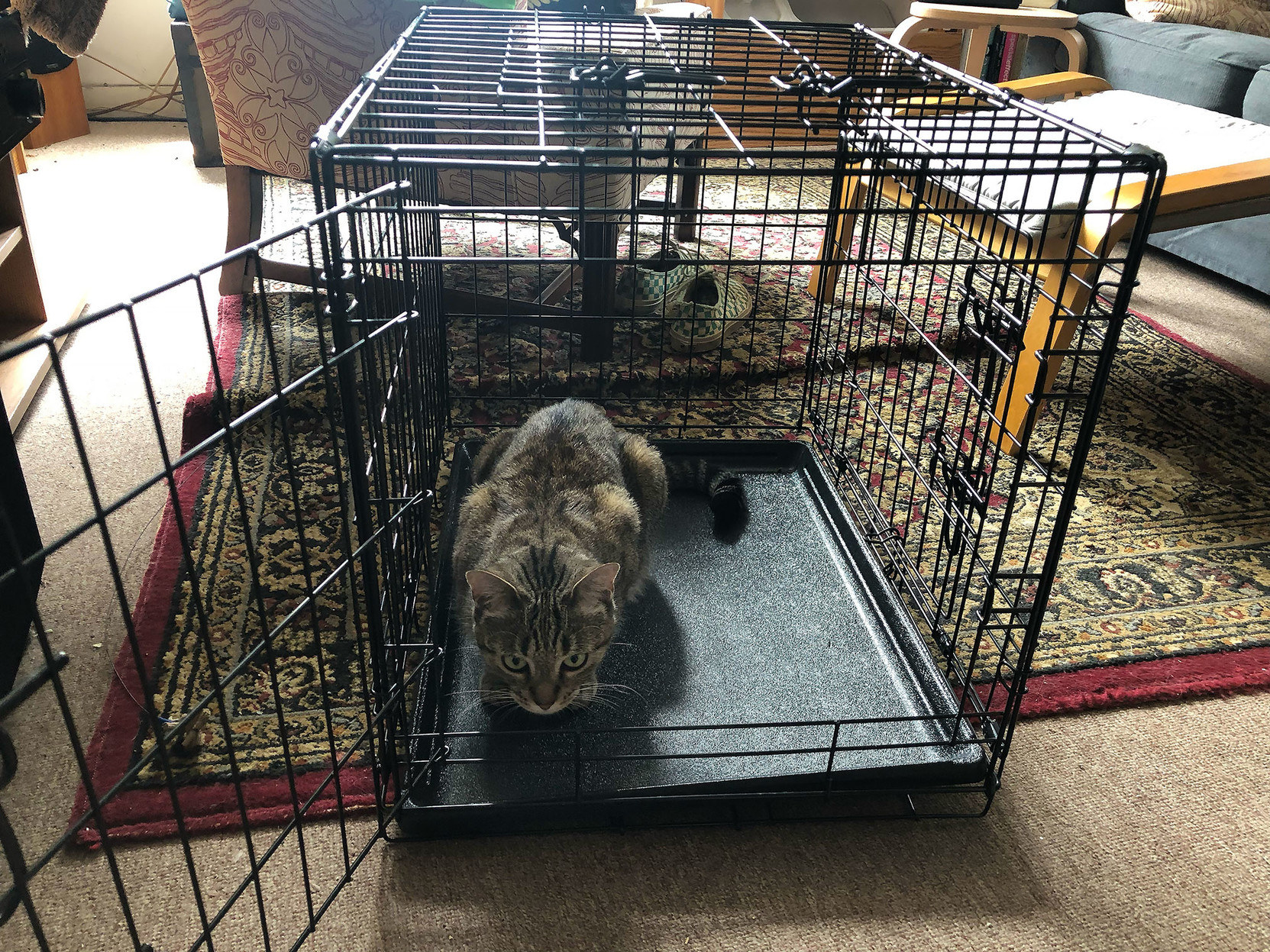 Lola gets her first look at her new cat carrier/cage, which will let me take her to the back yard for a taste of the outdoors.