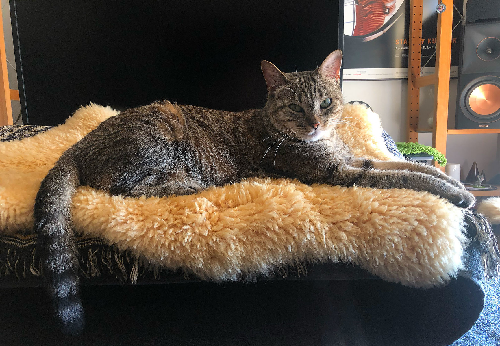 Lola is lying on an Ikea sheep’s wall throw, looking at the camera. She’s got a beautiful raccoon-like tail.