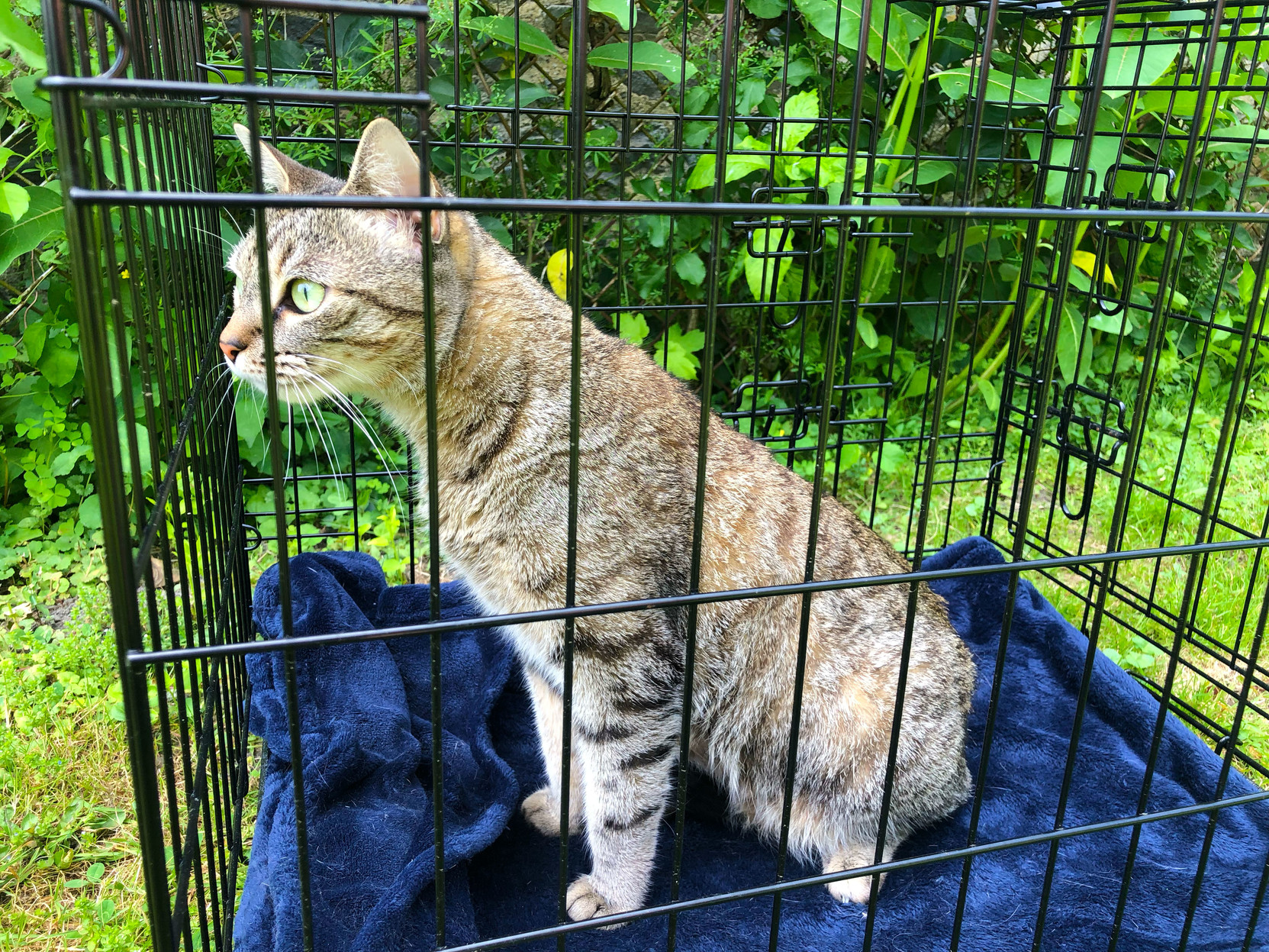 Lola, a brown and grey classic tabby, is all ears for her visit to the back yard in her pet cage.
