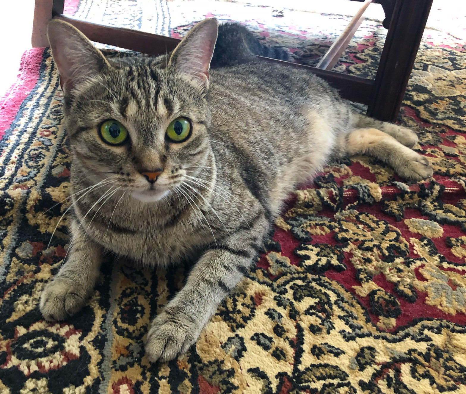 Beautiful Lola, staying low to the ground where the cool air collects. 

She’s a classic tabby, with grey/brown fur and striking green/gold eyes.

She’s on a throw rug that’s as close as I could find to the one featured in “The Big Lebowski;” 

it really ties the room together.