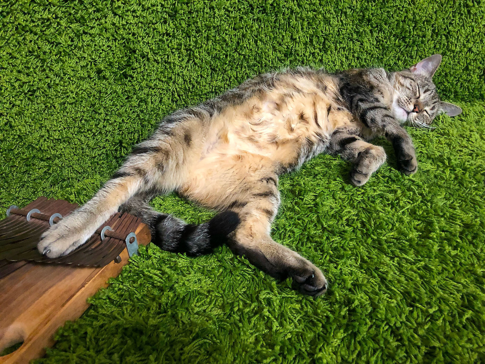 Lola on her back, feet in the air, on some of the studio’s grass-green carpet.

Her right rear paw is sitting on a kalimba.