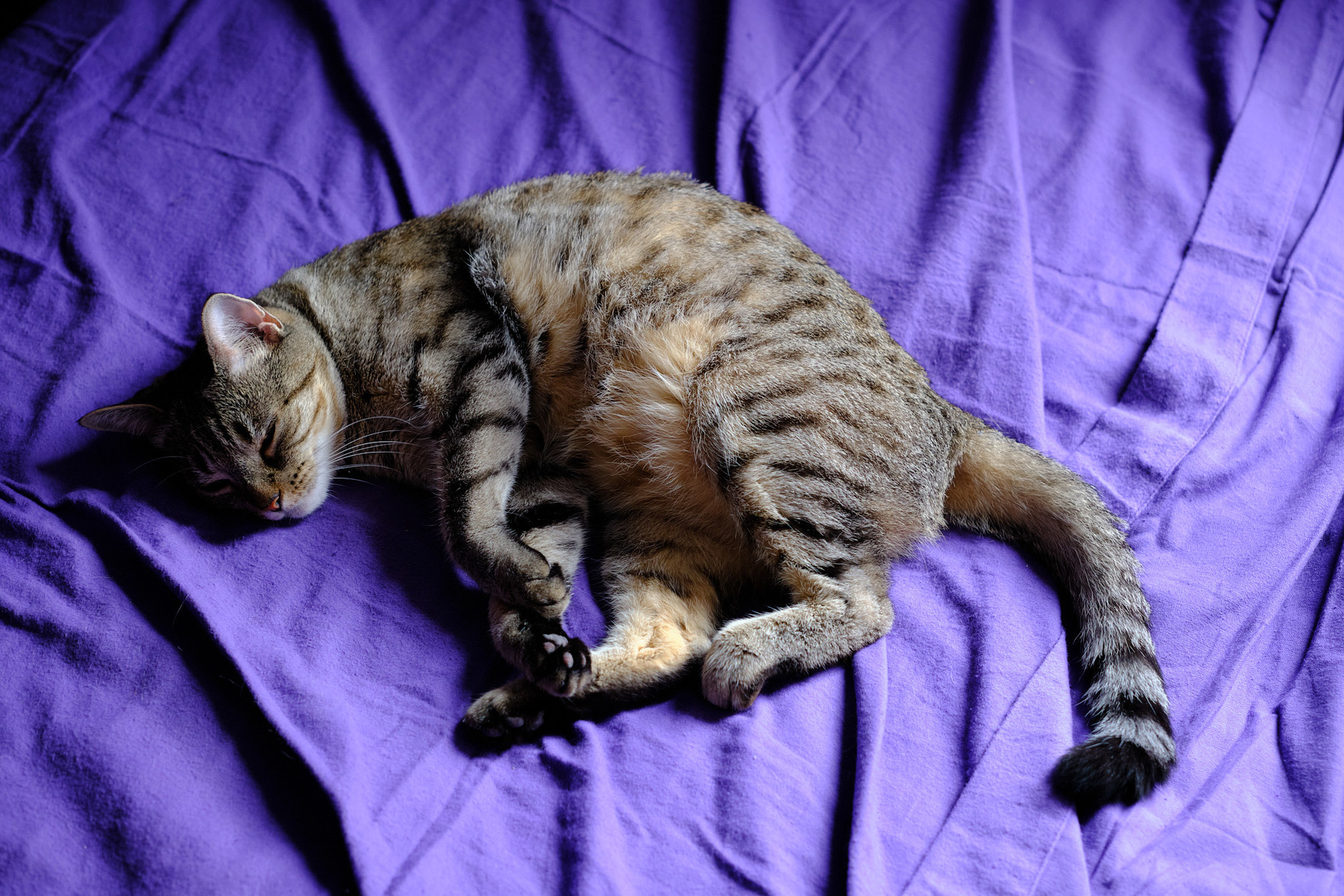 Lola takes a snooze on some new purple sheets.