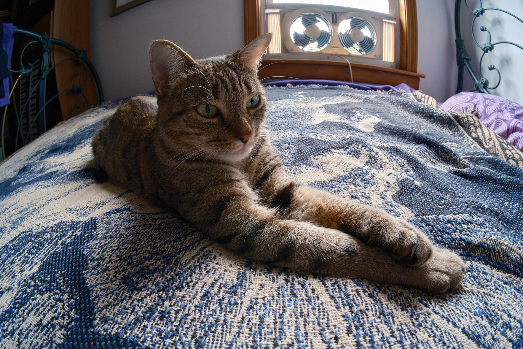Lola is on the bed trying to snooze, and here I come with a new lens to distract her.