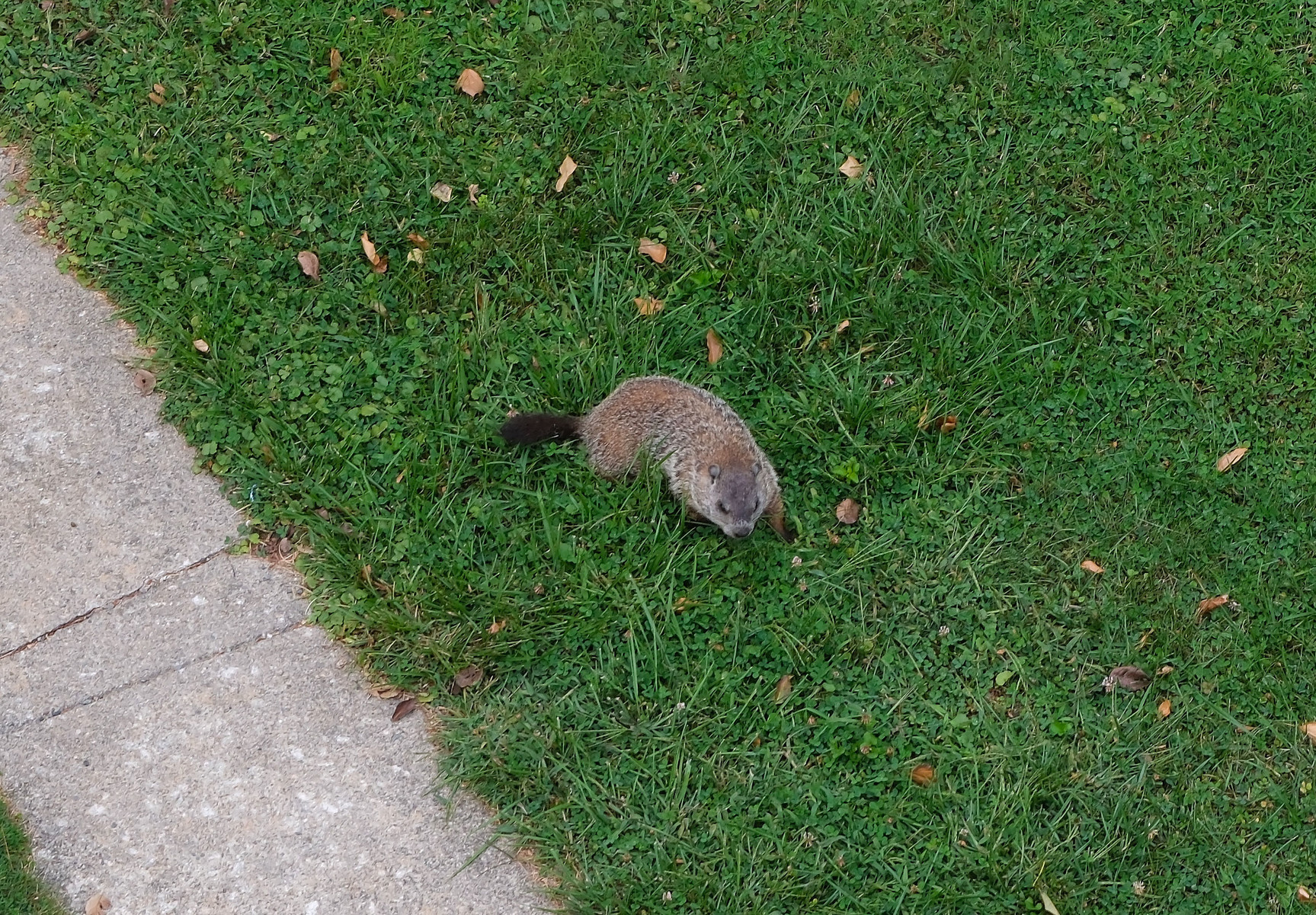 A view of a backyard critter, taken from the third floor.