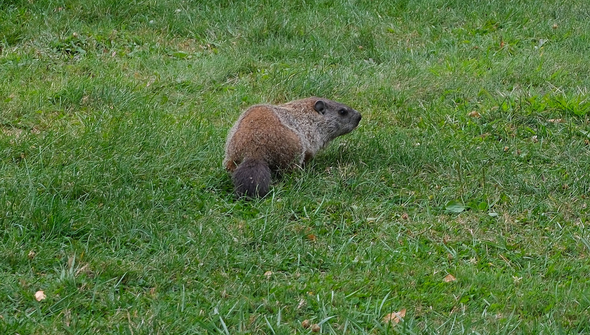 I came downstairs and peeked around the corner of the house, to get this view of the little guy in the back yard.