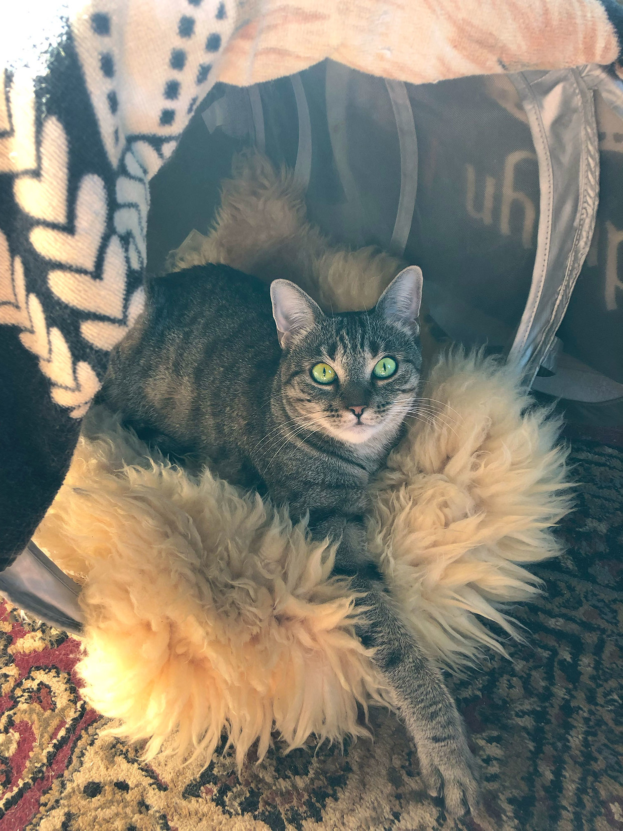 Lola Falafel, the classic tabby, lounging in her laundry basket.