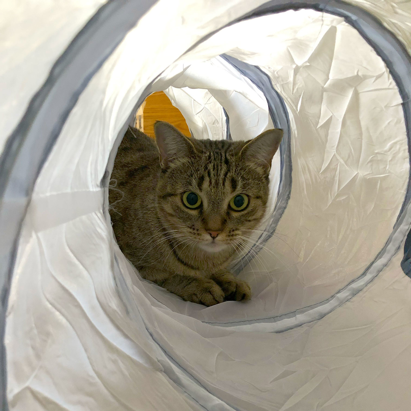 Lola enjoying her new cat tunnel. She knows I can’t get in there with her, so she looks back at the camera with impunity.