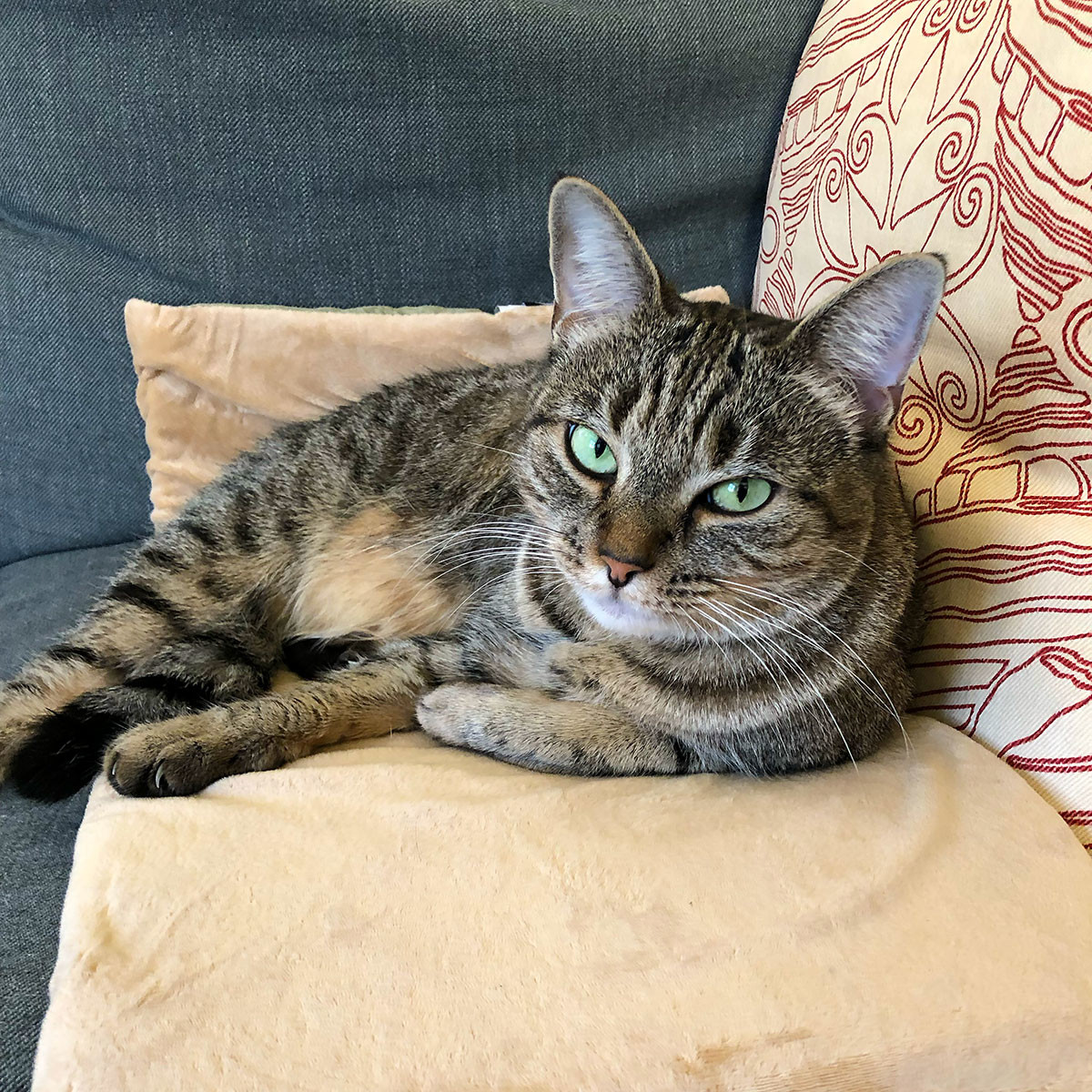 Lovely Lola, settled down on her new heating pad.