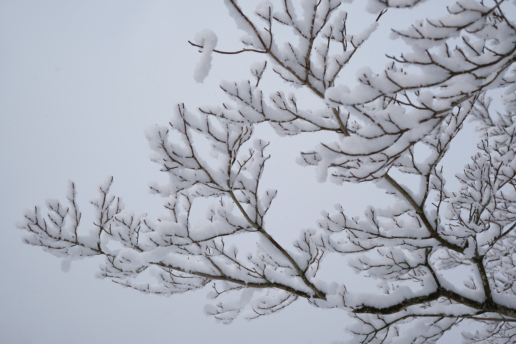 Snow on branches, looking like a pattern of sparks across the sky.
