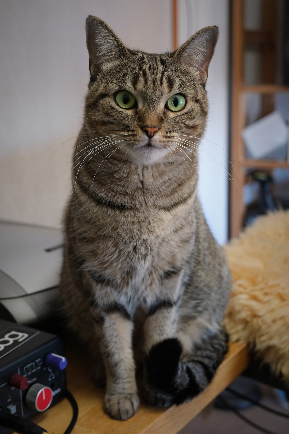 Lola on the desk, wondering what could possibly be more interesting to me than her.