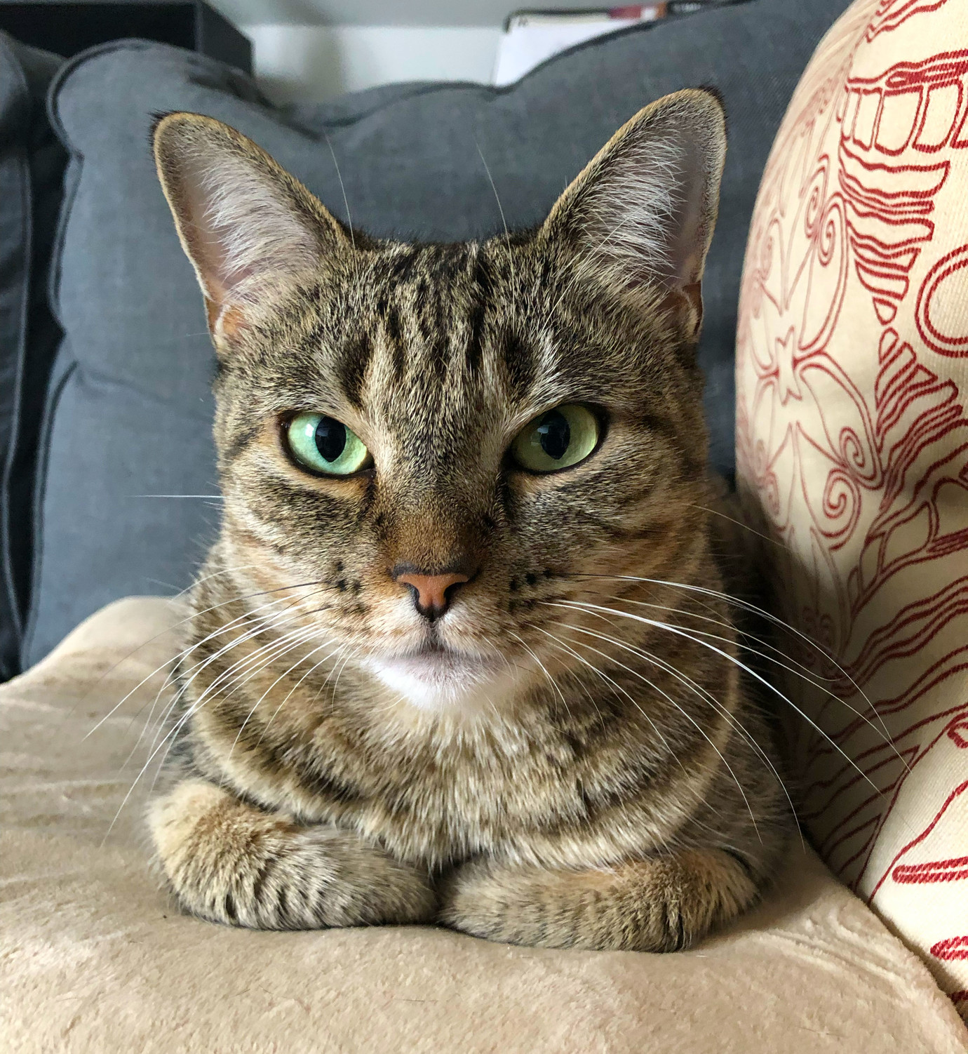 Lola luxuriates on her new heating pad (yes, I’ve already tooted this, but you can’t get too much of a good thing)
