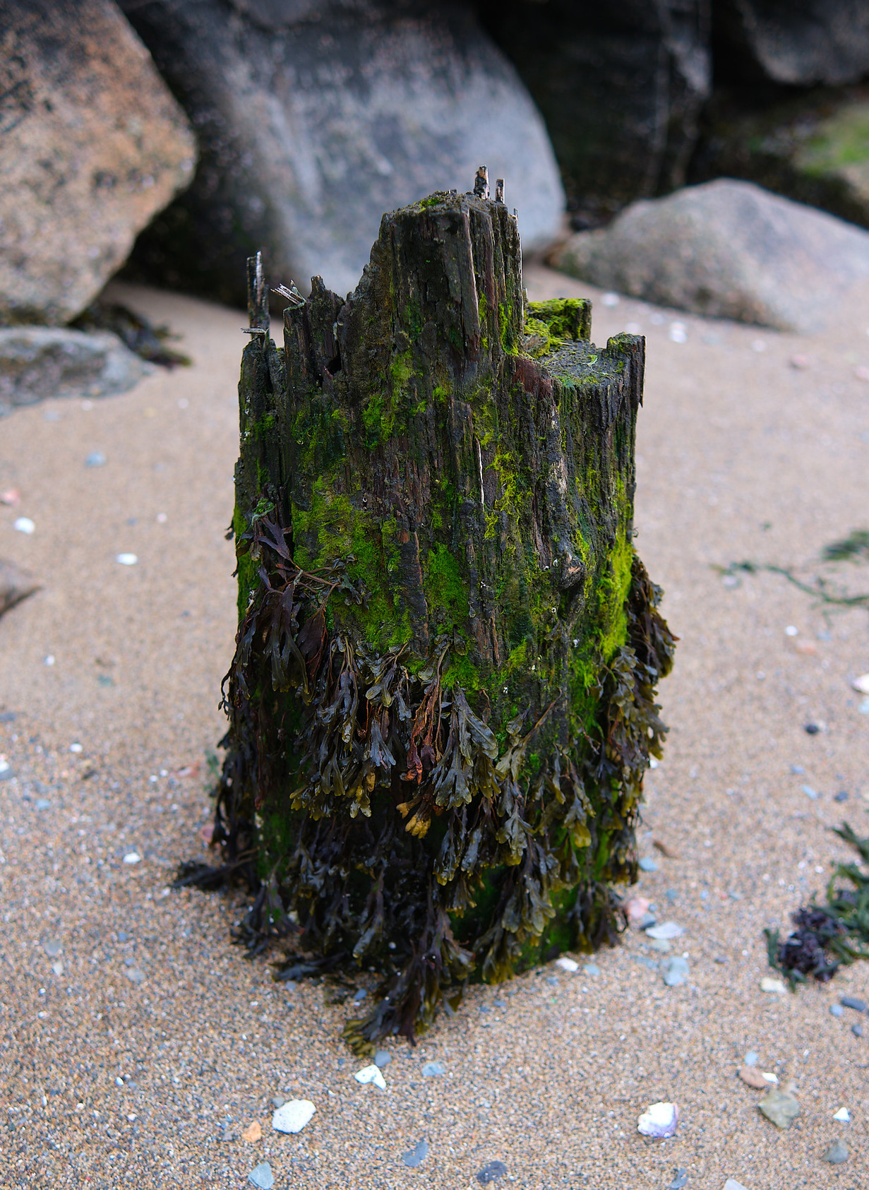 A strange little hunk of wood, covered with sea dwelling life forms.