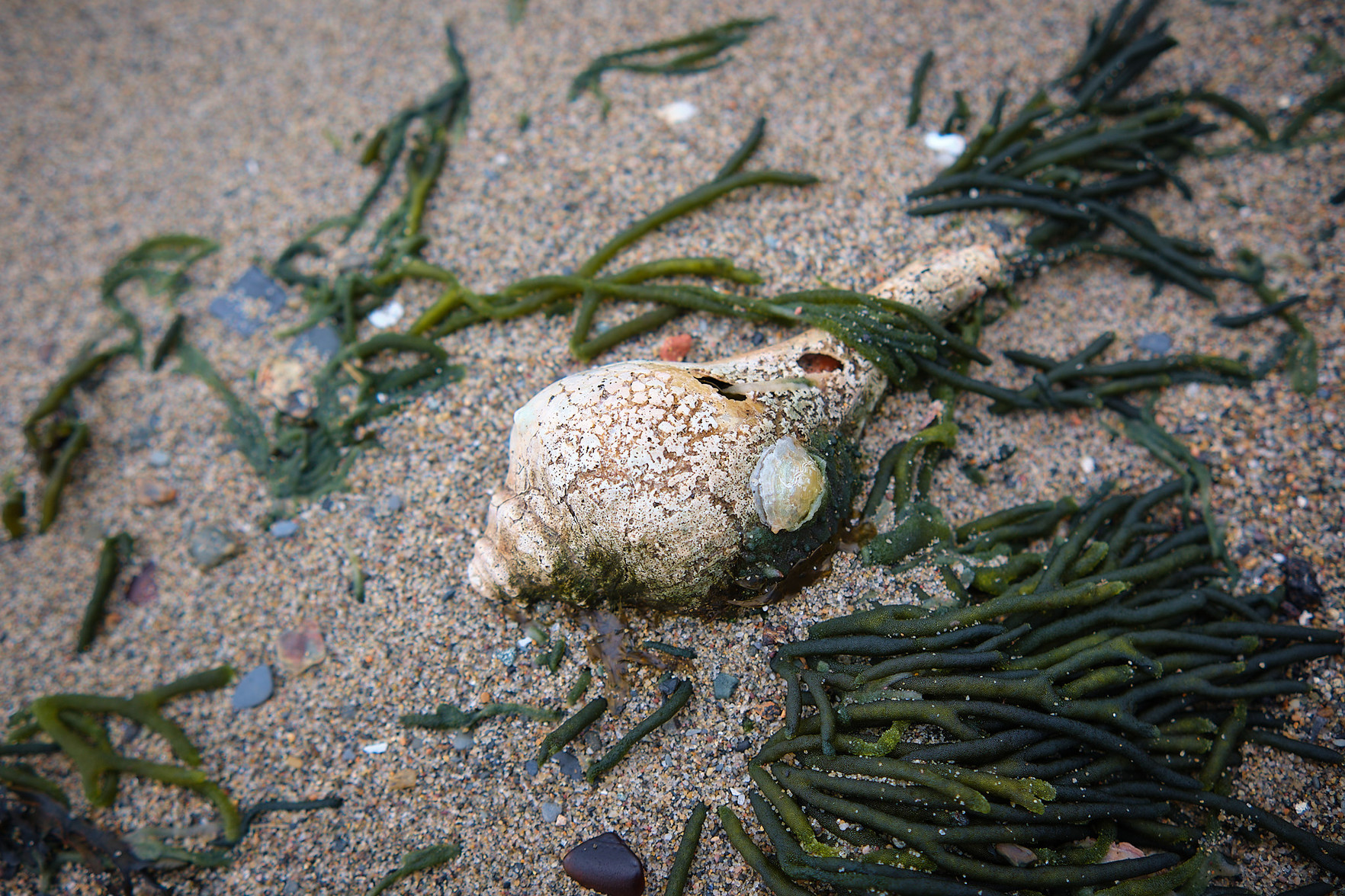 A sea shell, and seaweed.