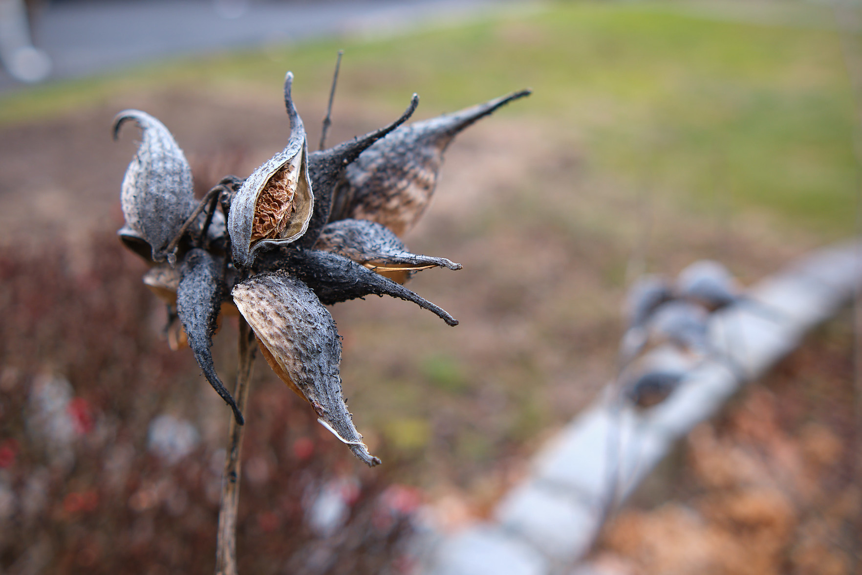 Some plant husks by a sidewalk near the waterfront.