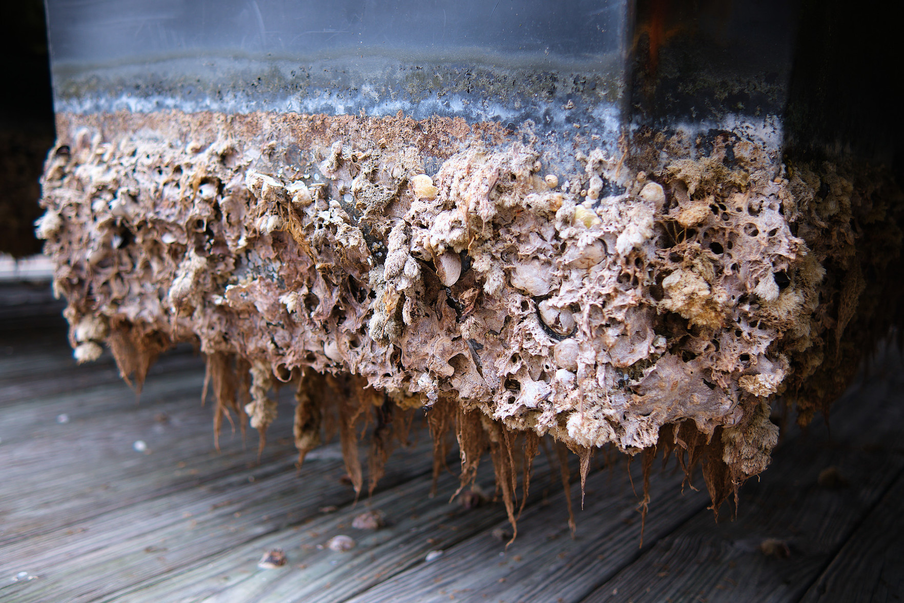 Remnants of sea life on a pontoon, removed from the water for the season.