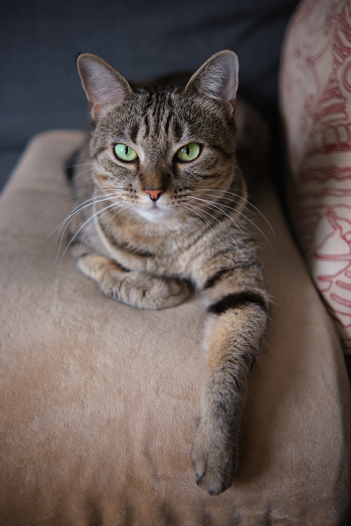 Lola, comfortable on her heating pad.