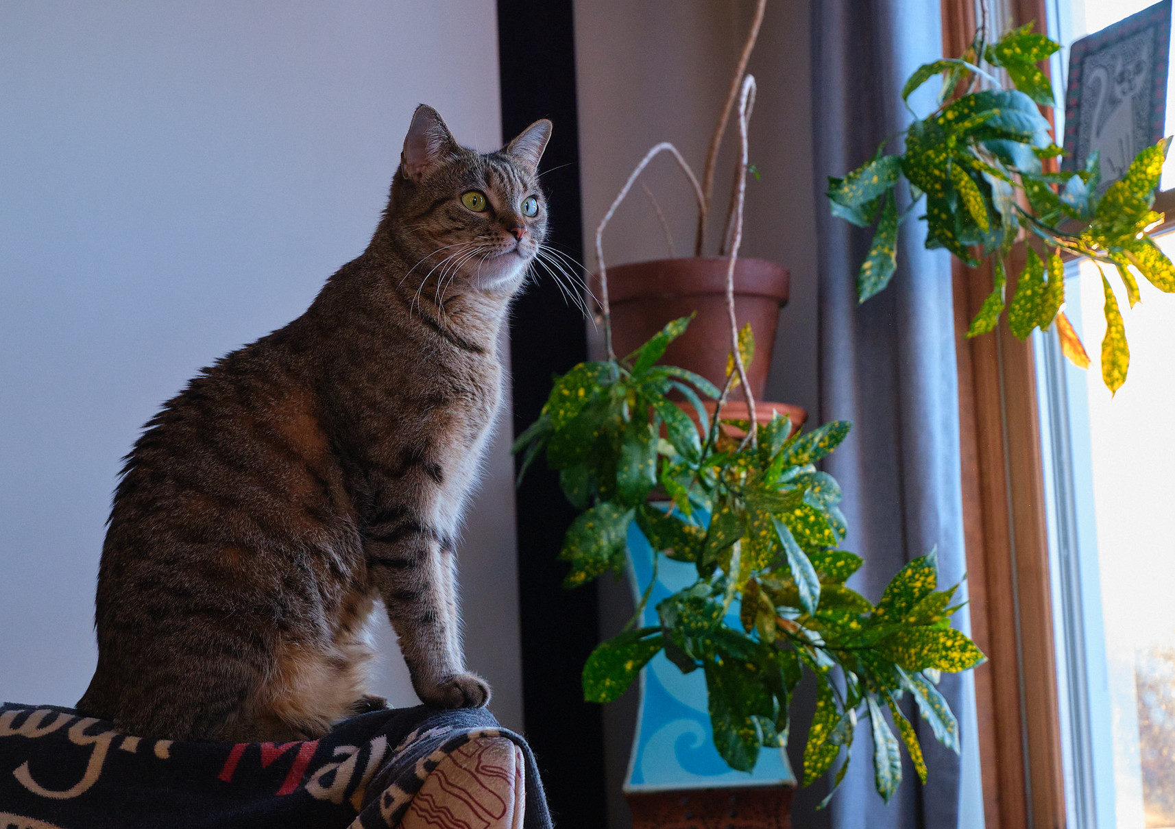 Lola sits majestically on the back of a chair, looking out the window at the mountains of snow.
