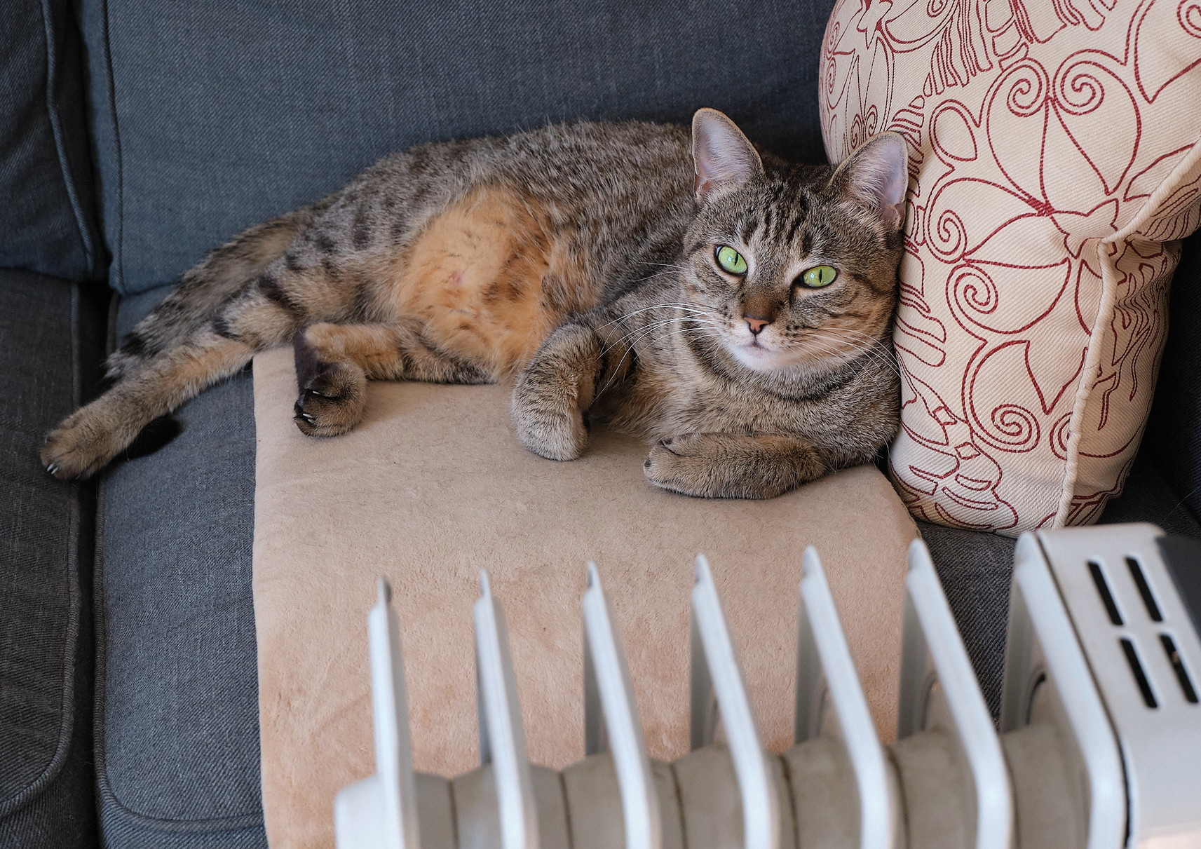 Her special warm place … a heating pad and a portable radiator make it the warmest spot in the house.