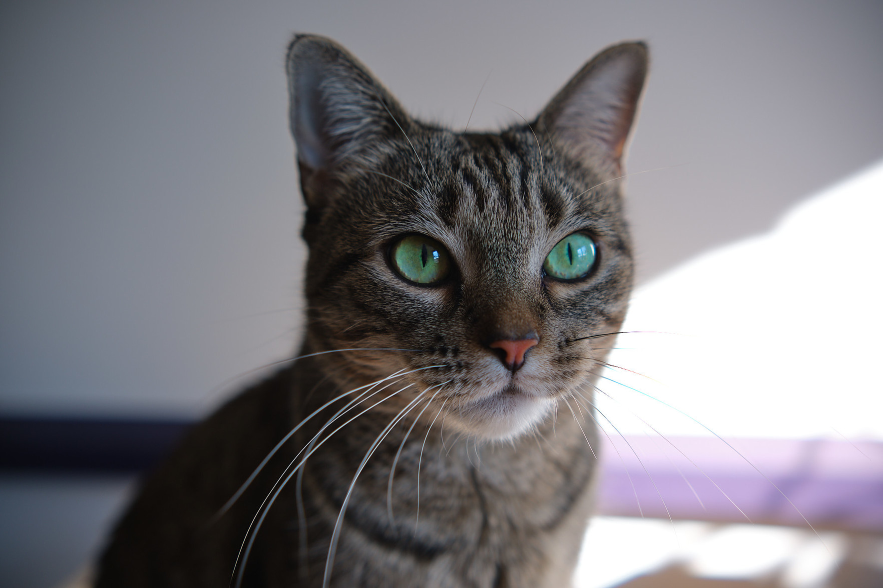 A head shot of beautiful green-eyed Lola.