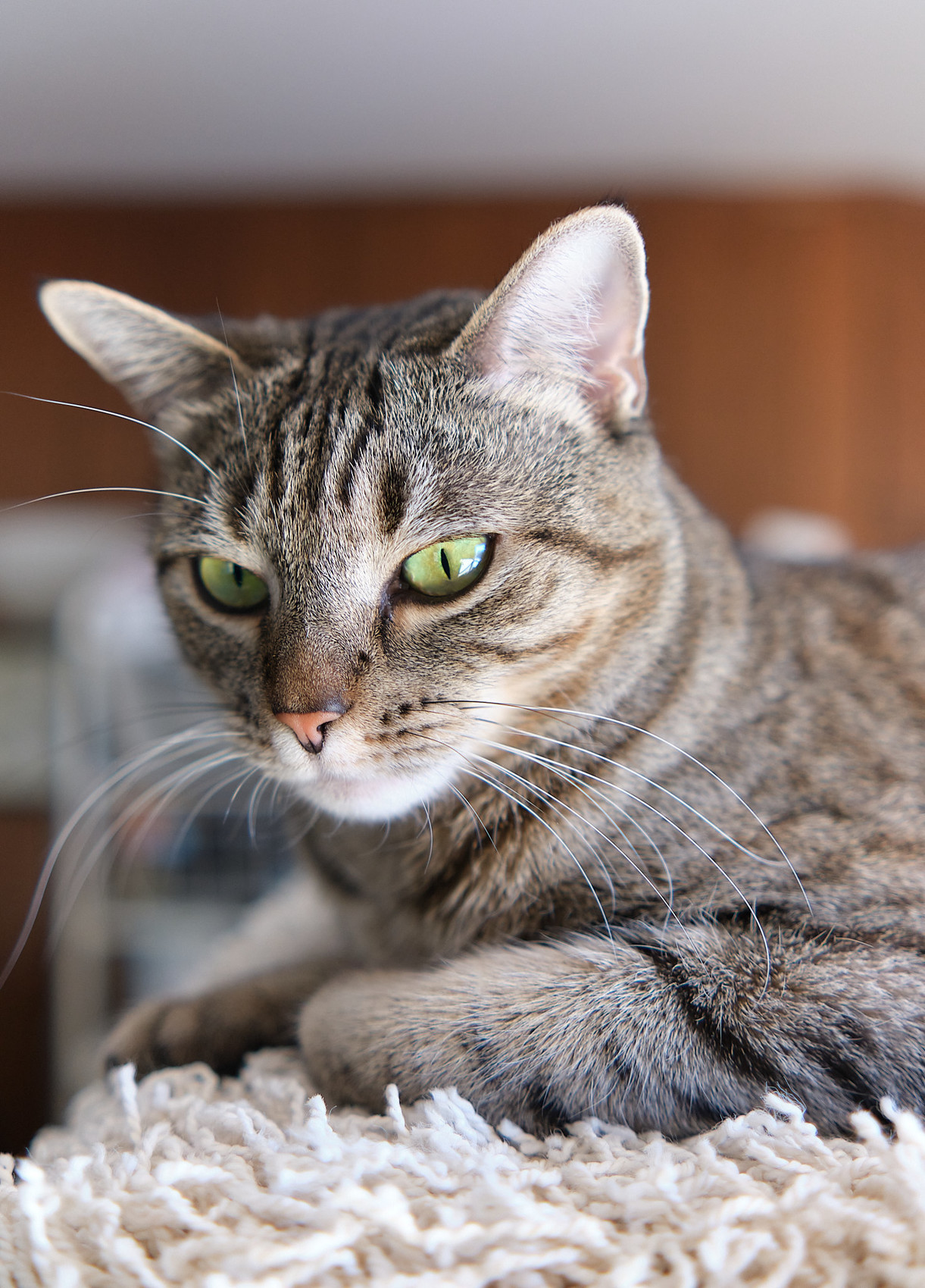 Lola’s a classic tabby, with a grey-brown coat, green eyes, and a cute pink nose.

She’s about six feet above the floor, keeping watch on everything. I put a piece of Ikea shag carpet on top of a cabinet, and she adopted it as her space. 

Lots of snow light coming in through the window.